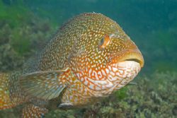 Ballan wrasse. Cornwall.S2 PRO, 60mm. by Derek Haslam 
